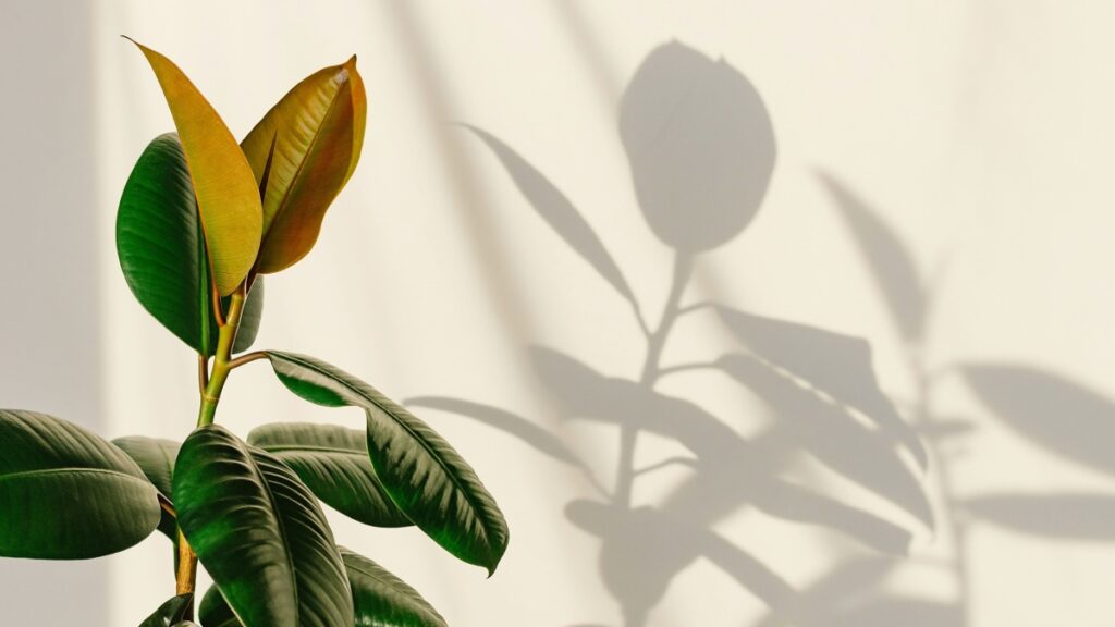 Begrijpen waarom de bladeren van je ficus elastica geel worden en welke oplossingen je kunt toepassen om hem te helpen