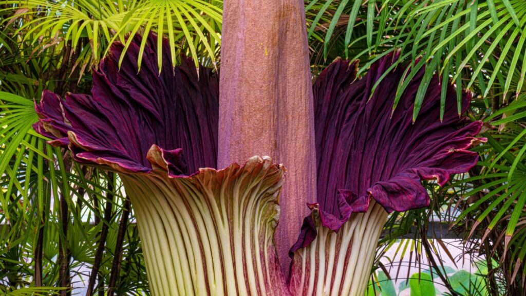 Hoe deze reusachtige bloem de meest walgelijke geur produceert die je je kunt voorstellen