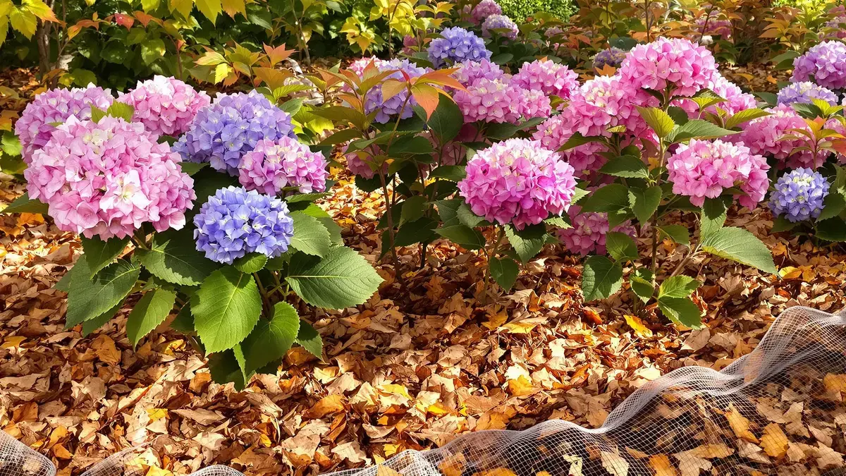 Laat je hortensia’s herleven: een onbekende herfstregel die het verschil maakt