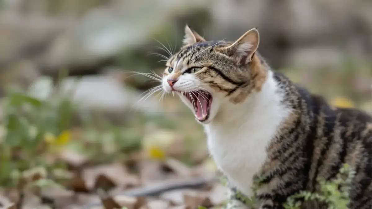 Waarom sissen jouw katten als slangen? Een analyse die je kijk op hen zou kunnen veranderen