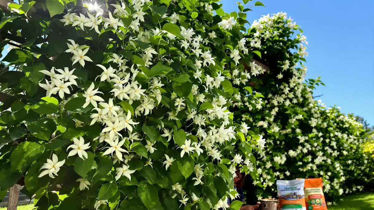 Sterjasmijn: wanneer en hoe hem te planten om te genieten van een overvloedige en geurige bloei